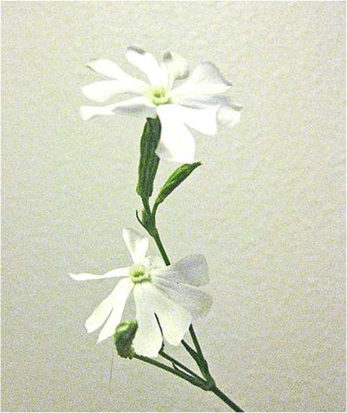 Pack of 35x Silene Capensis African Dream Root Seeds (Silene Undulata) - Ethnobotanical Herb