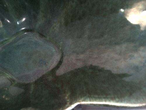 Large vintage Lucia ware oval  Boat vase