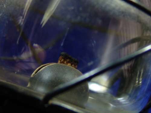 Vintage late 1930's German Feuer hand,  Superbaby Kerosene Lantern no. 175 - Free shipping