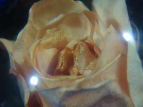 Vintage Glass and rose Paperweight - 1960's