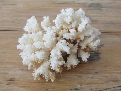 Large natural White Coral, Brain Coral, excellent condition, 11cm x 19cm