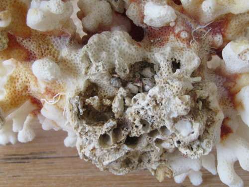 Large natural White Coral, Brain Coral, excellent condition, 11cm x 19cm