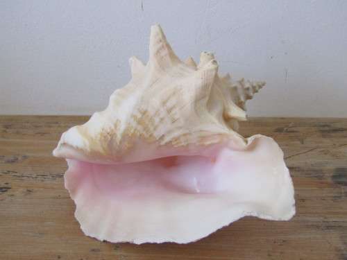 Very large and beautiful collectable rare Sea Shell, 21cm x 14cm, perfect condition