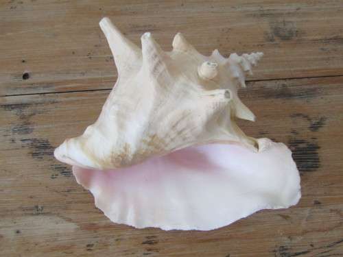Very large and beautiful collectable rare Sea Shell, 21cm x 14cm, perfect condition
