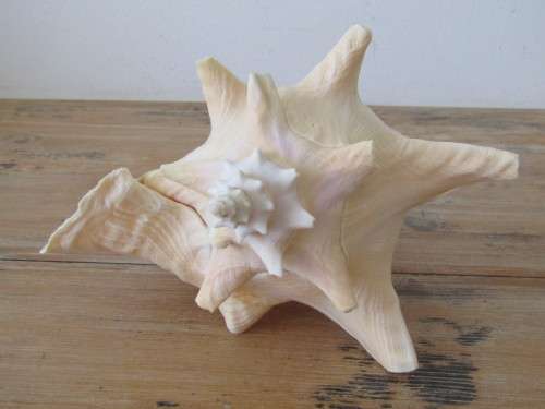 Very large and beautiful collectable rare Sea Shell, 21cm x 14cm, perfect condition