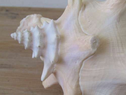 Very large and beautiful collectable rare Sea Shell, 21cm x 14cm, perfect condition