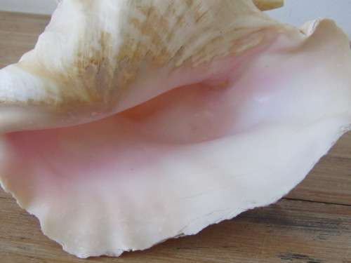 Very large and beautiful collectable rare Sea Shell, 21cm x 14cm, perfect condition