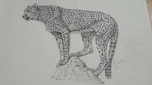 Cheetah