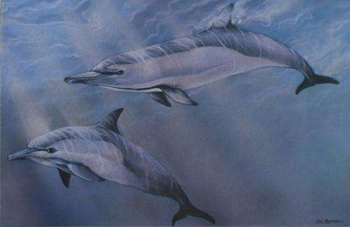 Lisa Halstead - Print