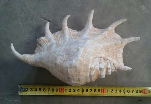 Large 280mm sea shell as per photo