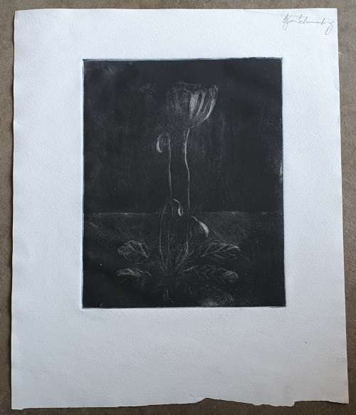 Original unframed etch of a flower by Gerrit van Schouwenburg as per photos