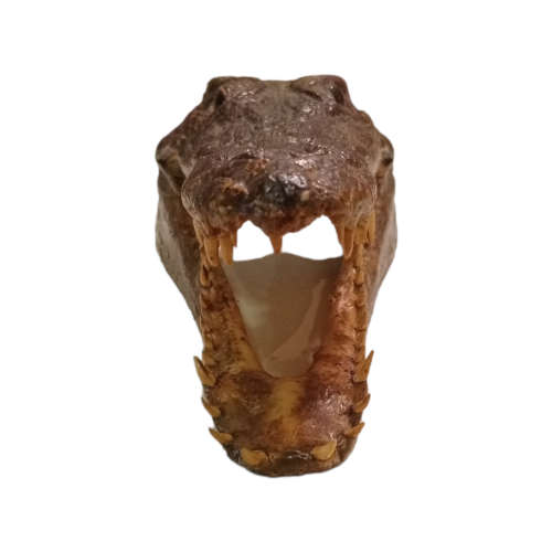 Crocodile Taxidermy Head 26cm x 10c x 7cm