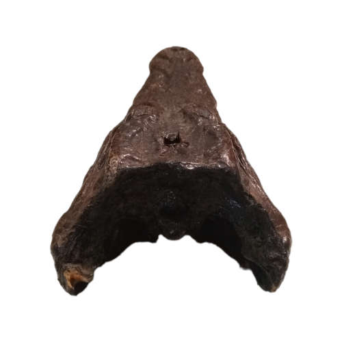 Crocodile Taxidermy Head 26cm x 10c x 7cm