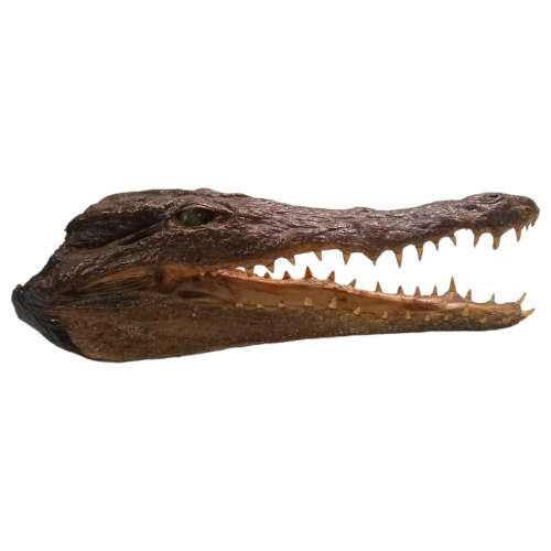 Crocodile Taxidermy Head 26cm x 10c x 7cm