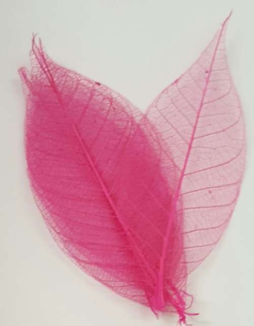 Skeleton Leaves - Fuschia Pink