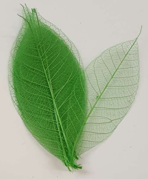 Skeleton Leaves - Light Green