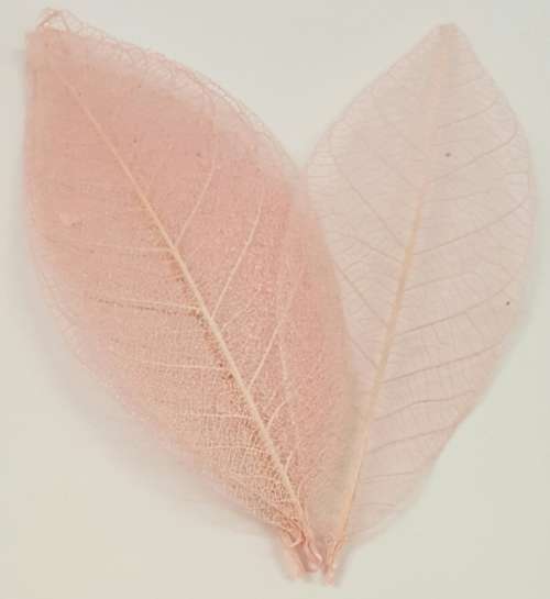 Skeleton Leaves - Light Pink