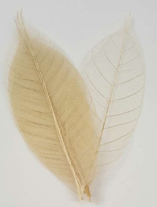 Skeleton Leaves - Natural