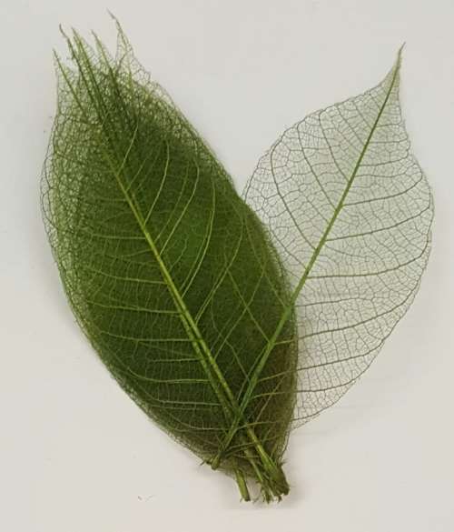 Skeleton Leaves - Olive Green