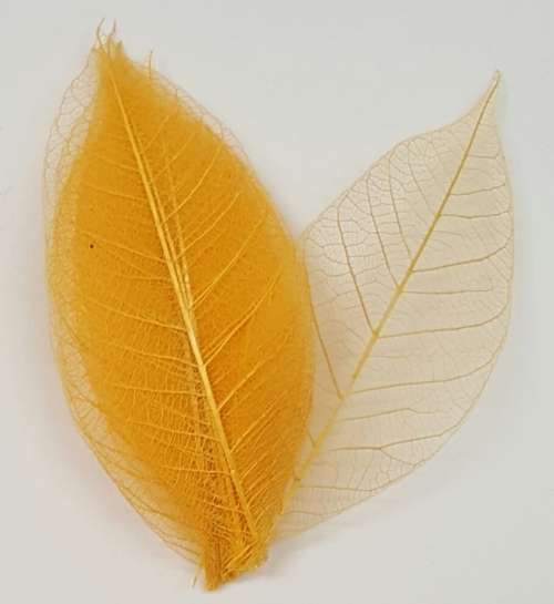 Skeleton Leaves - Sahara Sun