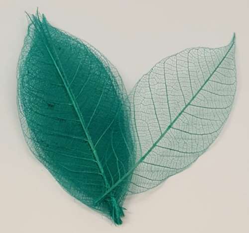 Skeleton Leaves - Sea Green
