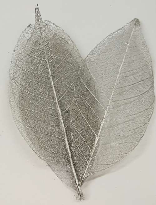 Skeleton Leaves - Silver