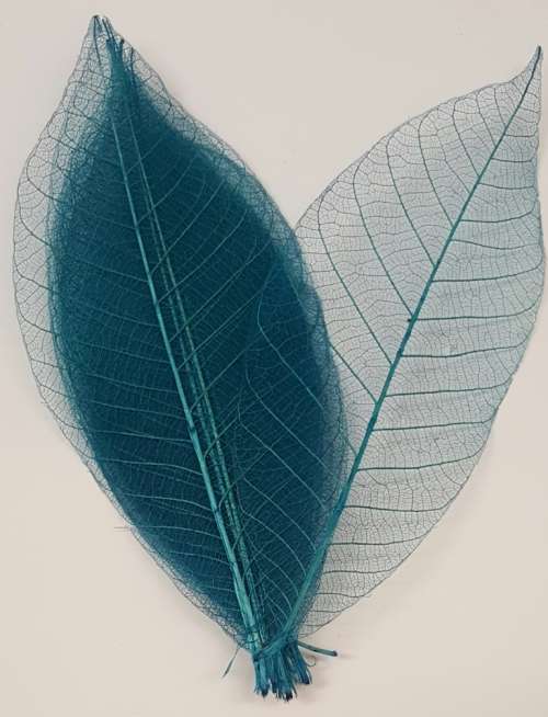 Skeleton Leaves - Turquoise