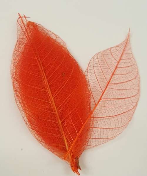 Skeleton Leaves - Orange