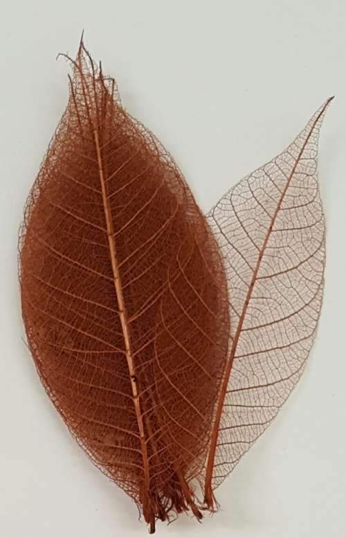 Skeleton Leaves - Brown