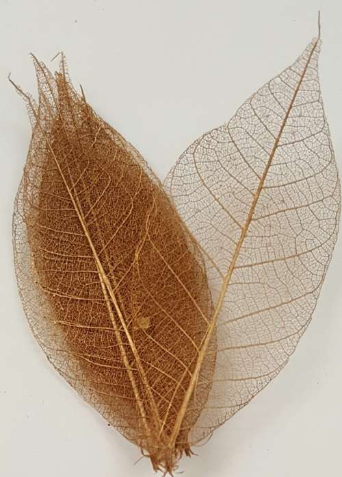 Skeleton Leaves - Copper