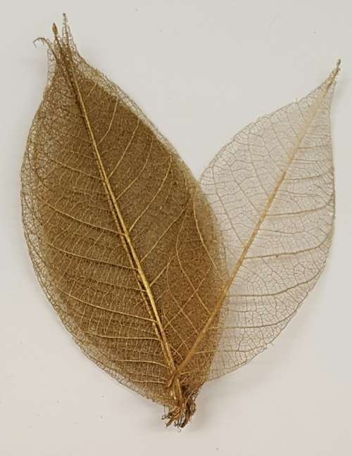 Skeleton Leaves - Gold