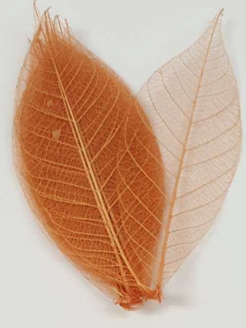 Skeleton Leaves - Light Brown Tan