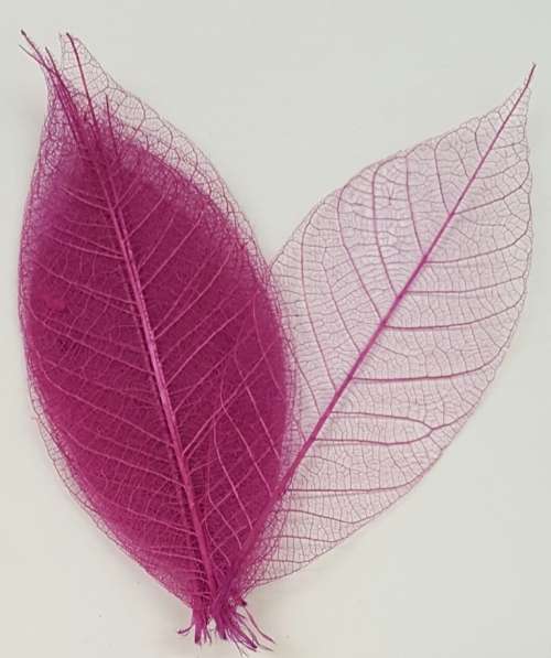 Skeleton Leaves - Plum