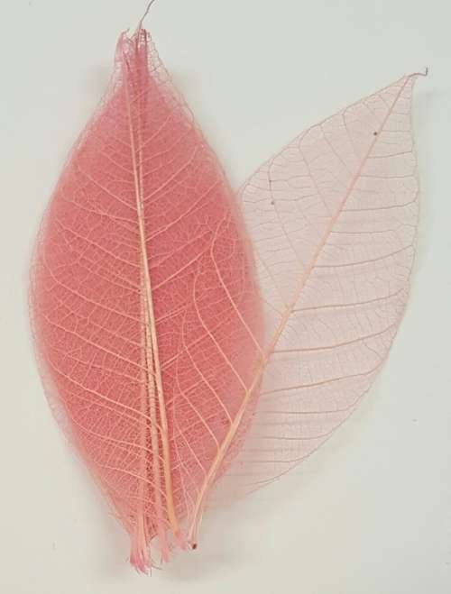 Skeleton Leaves - Dusty Pink