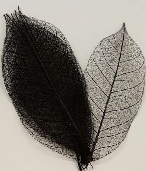 Skeleton Leaves - Black