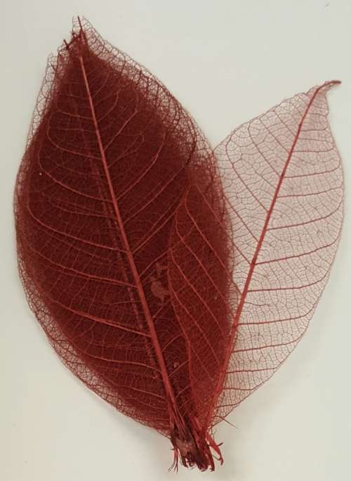 Skeleton Leaves - Maroon
