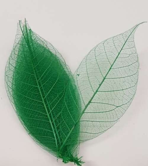 Skeleton Leaves - Green