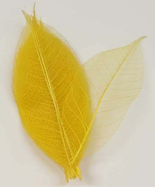 Skeleton Leaves - Lemon Yellow