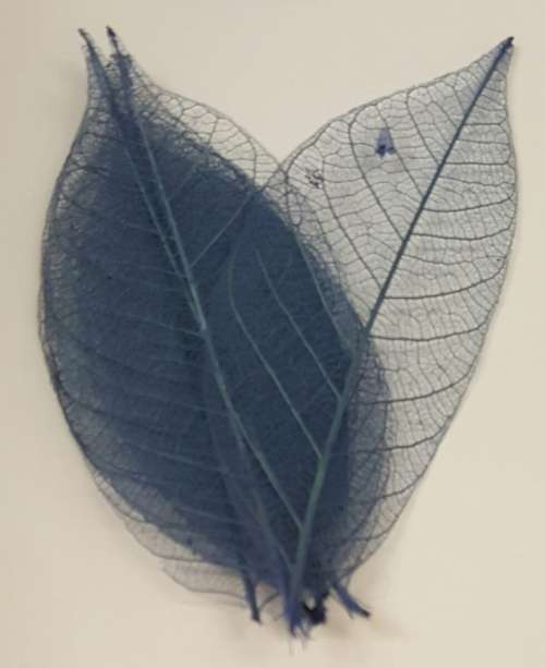 Skeleton Leaves - Blue
