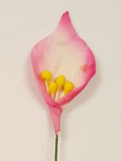 Arum Lilies(L) 5 - Pink