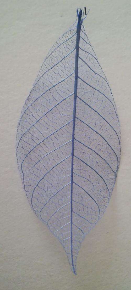 Skeleton Leaves - Blue