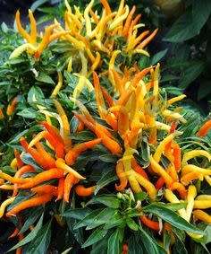 Medusa Chilli Pepper Seeds x20