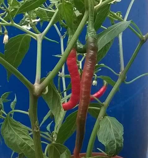 Big Thai Hybrid Chilli Pepper Seeds x5