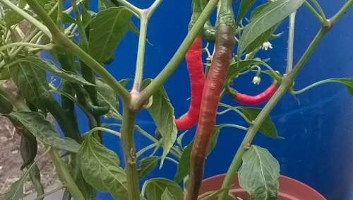 Big Thai Hybrid Chilli Pepper Seeds x5