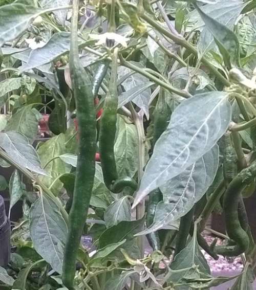 Big Thai Hybrid Chilli Pepper Seeds x5