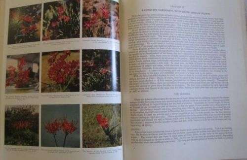 South Africa Wild Flowers for the Garden - Sima Eliovson