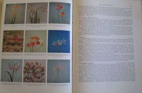 South Africa Wild Flowers for the Garden - Sima Eliovson