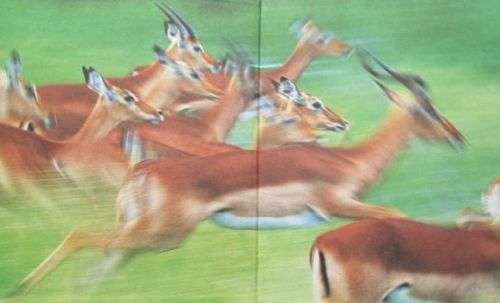 Creatures of Habit - Peter Apps and Richard du Toit - Hardcover