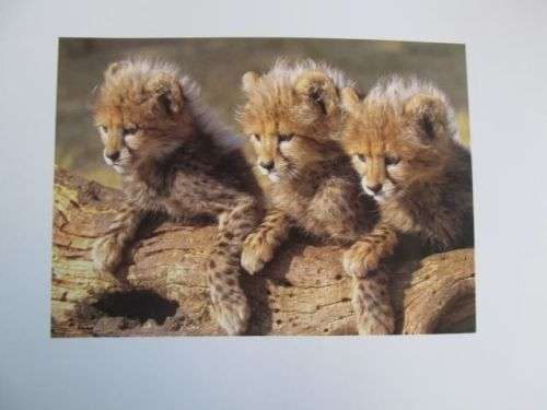 Spots Before Your Eyes - Cheetahs of Africa - Dr Jane Goodall, Howard G Buffett and Ann van Dyk