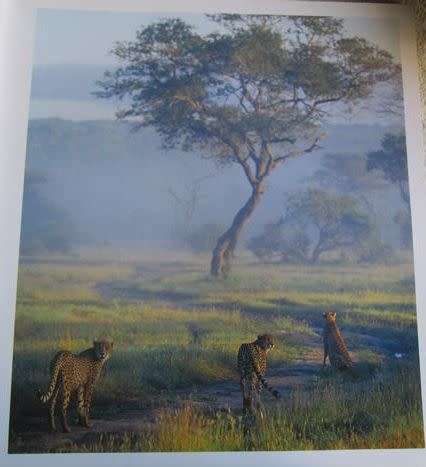 Spots Before Your Eyes - Cheetahs of Africa - Dr Jane Goodall, Howard G Buffett and Ann van Dyk